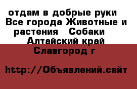 отдам в добрые руки - Все города Животные и растения » Собаки   . Алтайский край,Славгород г.